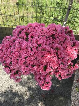 ツツジ ツツジの写真