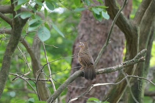 森で鳴くガビチョウ 森で鳴くガビチョウの写真