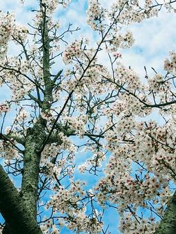 桜と青空 桜と青空の写真
