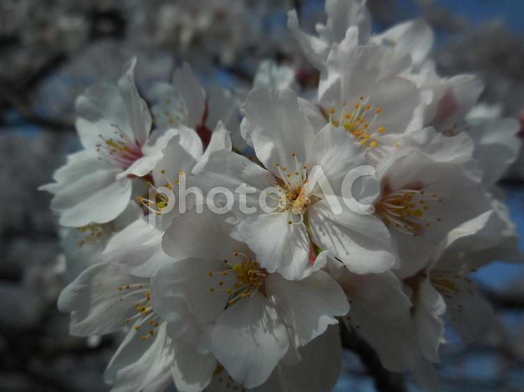太宰府の桜１６ 桜,さくら,サクラの写真素材