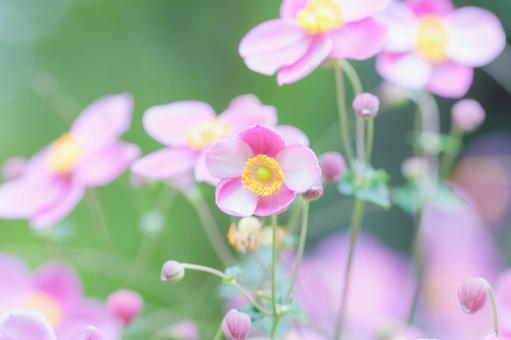 秋に咲く秋明菊 秋に咲く秋明菊の写真