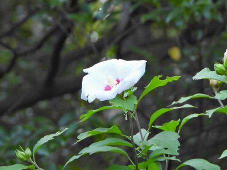 White Rose of Sharon flower, JPG
