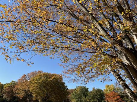 紅葉 紅葉,自然,空の写真素材