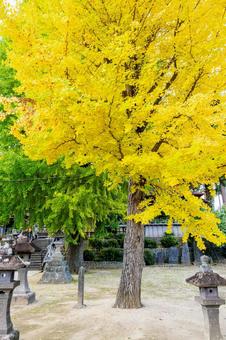 秋の多賀神社⑵ 秋,樹木,イチョウの写真素材