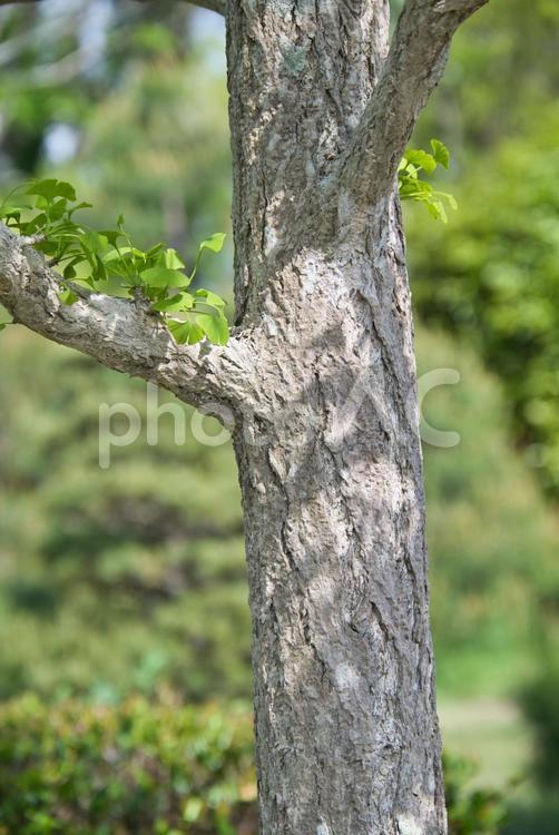 木漏れ日 植物,自然,木の写真素材