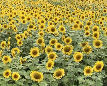 花★向日葵 ひまわり ヒマワリ 花★向日葵 ひまわり ヒマワリ 黄色,向日葵,ヒマワリの写真素材