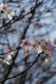 四季桜 四季桜の写真