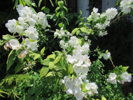 植物 植物の写真