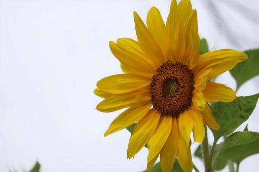 黄色い花びらのひまわりの花のアップの写真