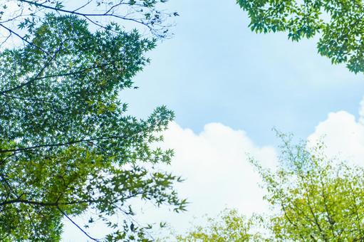 ［街角スナップ］雑木林｜見上げ 雑木林,林,森の写真素材