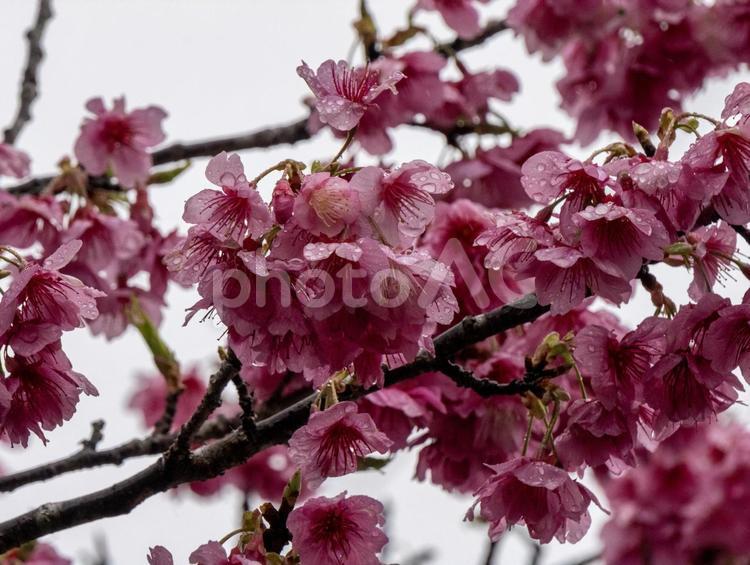 美しい寒緋桜 寒緋桜,桜,お花の写真素材