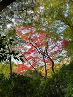 秋の景色/紅葉/自然 秋の景色/紅葉/自然 紅葉,秋,autumnの写真素材