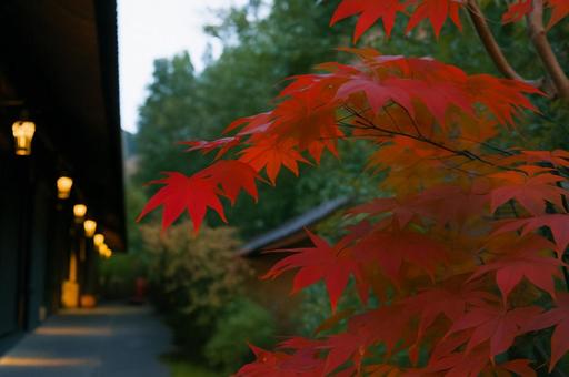 Photo, autumn leaves, autumn, four seasons, 