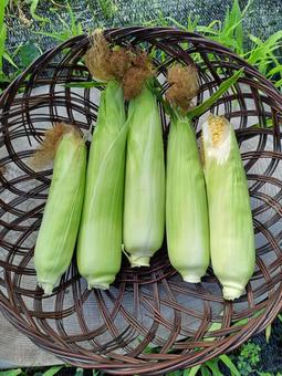 収獲したとうもろこし 収獲したとうもろこし とうもろこし,野菜,畑の写真素材