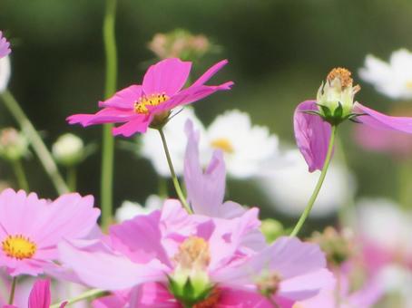 コスモス 自然,コスモス,秋桜の写真素材