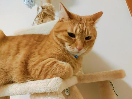 茶トラ猫 茶トラ猫の写真