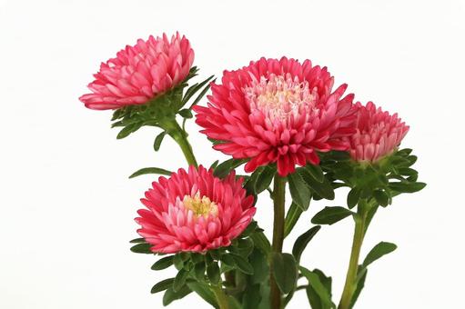 アスター菊 アスター菊 植物,花,菊の写真素材