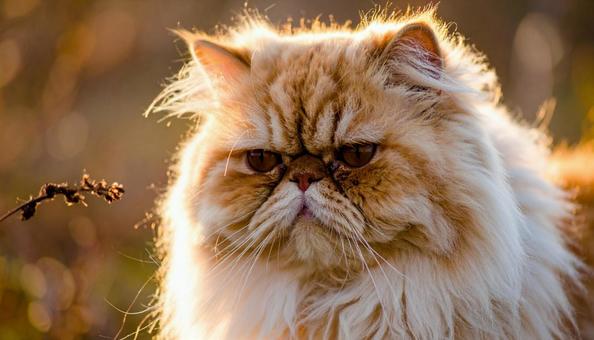 ブサカワ顔の猫 エキゾチックショートヘア ブサカワ顔の猫 エキゾチックショートヘアの写真