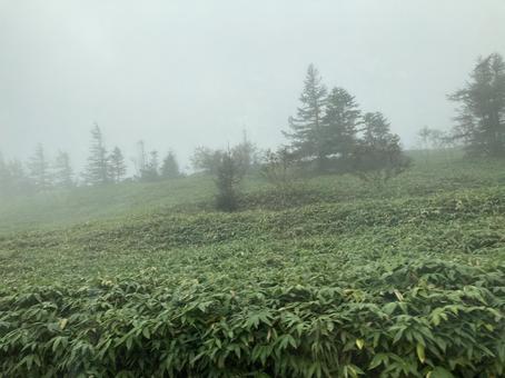 霧のビーナスライン 霧のビーナスラインの写真