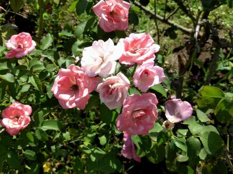 郊外のバラ園に咲く薄ピンク色のバラ 郊外のバラ園に咲く薄ピンク色のバラ バラ,花,植物の写真素材