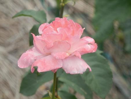 【薔薇の写真】バラの花 【薔薇の写真】バラの花の写真