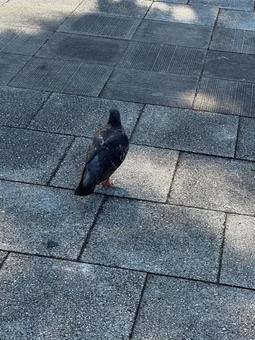 鳩 鳩の写真