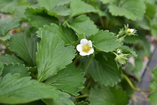 いちごの花 いちごの花 いちごの花,花,苺の写真素材