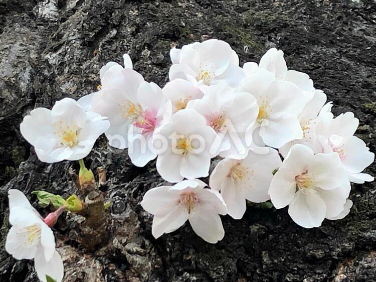 桜　ソメイヨシノ 桜,ソメイヨシノ,染井吉野の写真素材