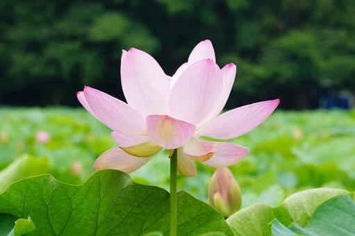 蓮の花 蓮,ハス,蓮の花の写真素材