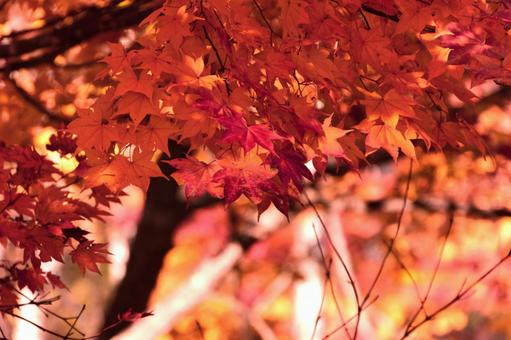 光の射す紅葉 光の射す紅葉の写真
