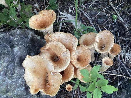Mushrooms I saw while climbing Mt. Hakusan, JPG