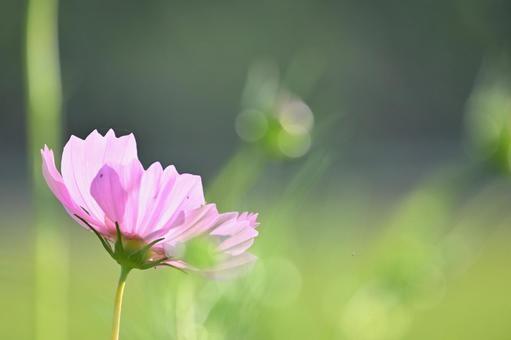 コスモス コスモス,秋桜,花の写真素材