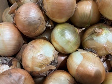 玉ねぎ 玉ねぎ 玉ねぎ,野菜,食材の写真素材