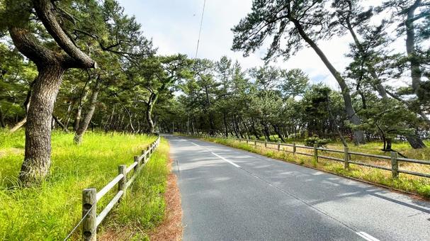さつき松原の松林遊歩道 さつき松原の松林遊歩道 さつき松原,宗像市,遊歩道の写真素材