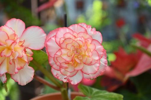 花びらの淵にアクセントがあるベゴニア 花びらの淵にアクセントがあるベゴニア ベゴニア,鮮やか,かわいいの写真素材