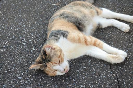 気持ち良さそうに眠る三毛猫 気持ち良さそうに眠る三毛猫の写真