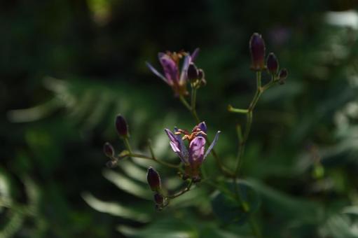 秋の花:ホトトギス16 秋の花:ホトトギス16の写真