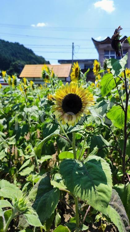 夏を抱きしめる花畑 ひまわり,洲原ひまわりの里,黄金色の花畑の写真素材