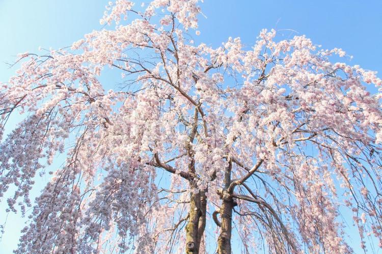 大きな枝垂れ桜 桜,青空,春の写真素材