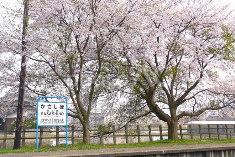 春の笠師保駅 桜,さくら,sakuraの写真素材
