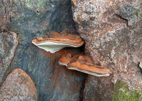 サルノコシカケ サルノコシカケ 自然,植物,きのこの写真素材