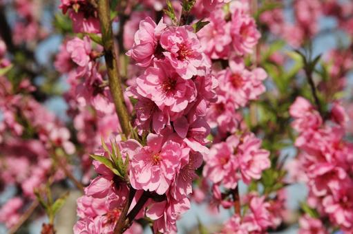 ハナモモ・花桃・Peach ハナモモ・花桃・Peachの写真