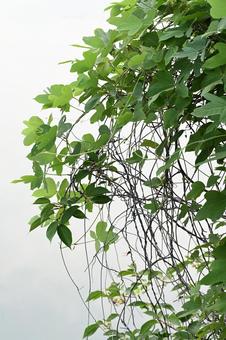 クズ クズの写真