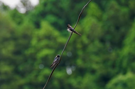 Young swallow⑴, JPG