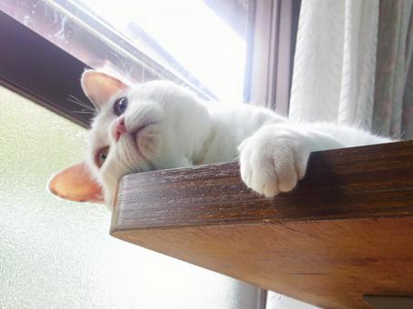 日光浴する家猫 日光浴する家猫の写真