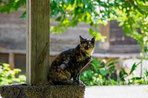 猫(188) 猫(188)の写真