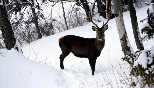 冬の雪の中のエゾシカ 北海道 冬の雪の中のエゾシカ 北海道の写真