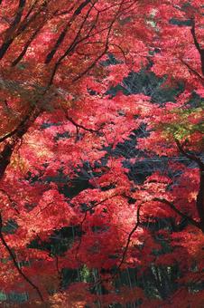 紅葉 紅葉の写真