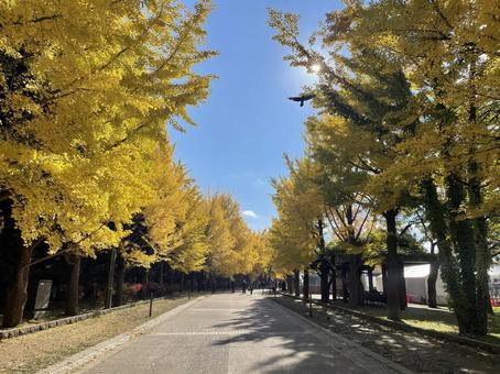 秋の道 秋,風景,幻想的の写真素材