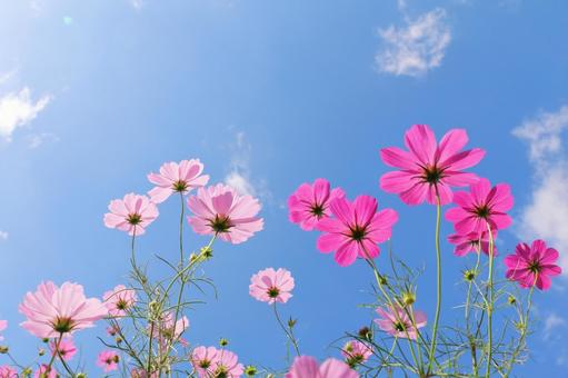 青空とコスモスの花 青空とコスモスの花 コスモス,秋,花の写真素材